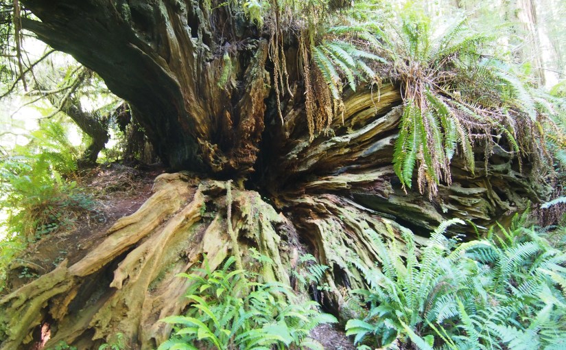 3 Days in Redwoods National & State&nbsp;Parks