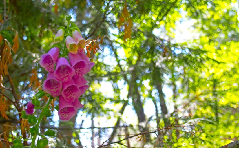 Lewis Creek Trail&nbsp;Hike
